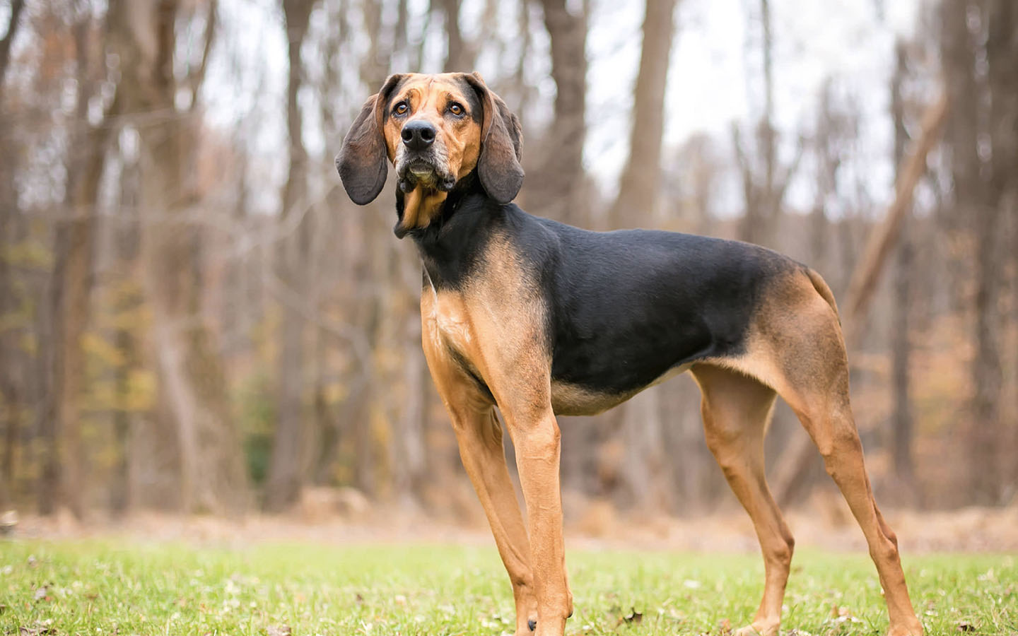 English hound dogs fashion